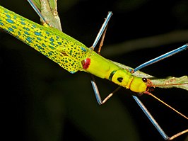 Calvisia punctulata