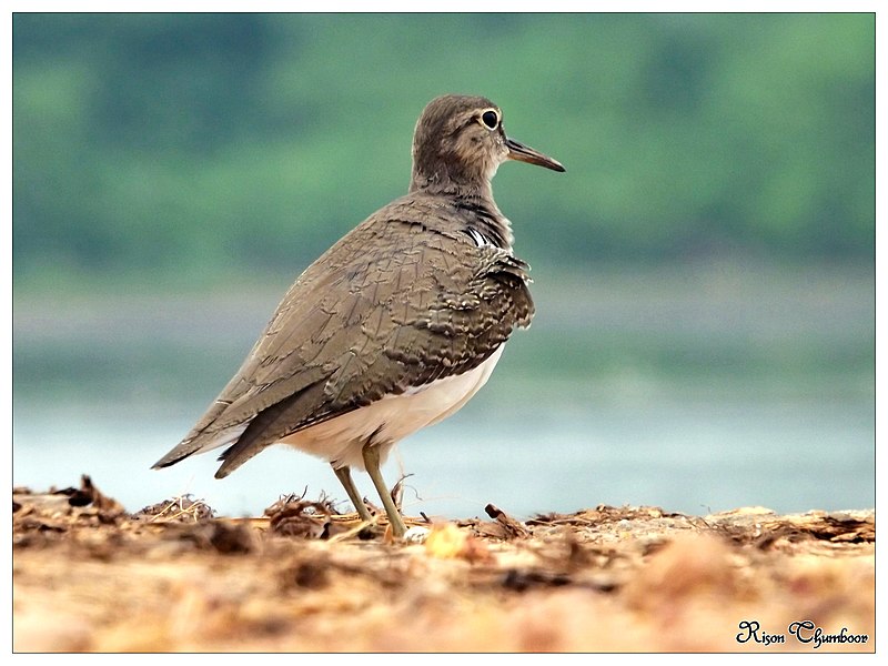 File:Common Sandpiper (Actitis hypoleucos (15898576265).jpg