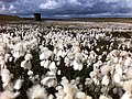 Common cottongrass, the County Flower of Greater Manchester