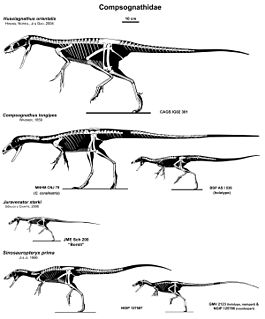 Compsognathidae Extinct family of dinosaurs