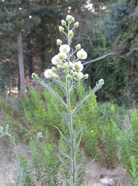 File:Conyza bonariensis.jpg