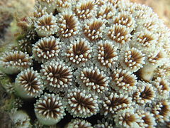 Acercamiento de los pólipos en la superficie de un coral, con sus tentáculos.