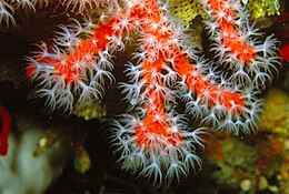 Vörös nemeskorall (Corallium rubrum)