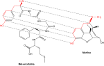 Thumbnail for Opioid peptide