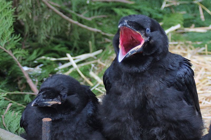 File:Corvus corax juvenile 10.jpg