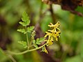 Corydalis cornuta