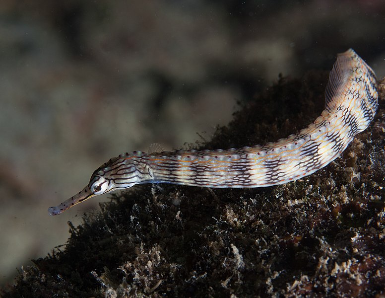 File:Corythoichthys intestinalis, Cebú.jpg