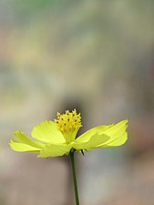 Sulfur Cosmos / Yellow Cosmos (Cosmos sulphureus)