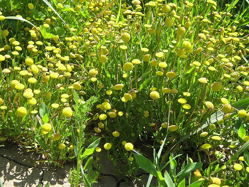 File:Cotula coronopifolia 04.jpg