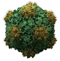 Virions of some of the most common human viruses with their relative size. The nucleic acids are not to scale.