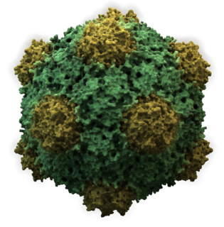 <i>Cowpea mosaic virus</i> species of virus