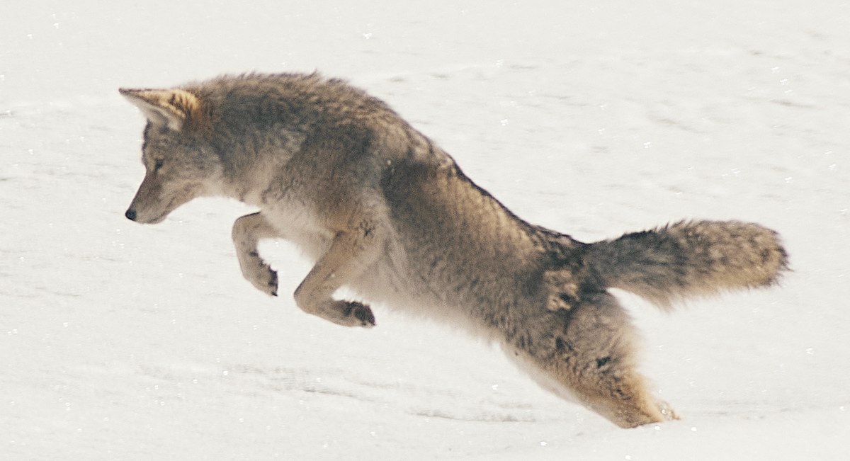 A coyote is pouncing.