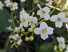 Катран растение. Катран крамбе. Катран сердцелистный (Crambe cordifolia). Крамбе кордифолия. Крамбе Абиссинская.