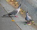 Crested Pigeons (32231368706).jpg