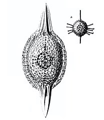 Cromyatractus tetracelyphus עם שני קוצים