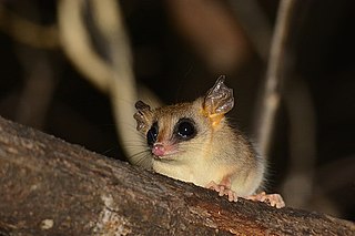 <i>Cryptonanus</i> Genus of marsupials