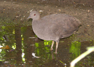 Grautinamu (Crypturellus cinereus)