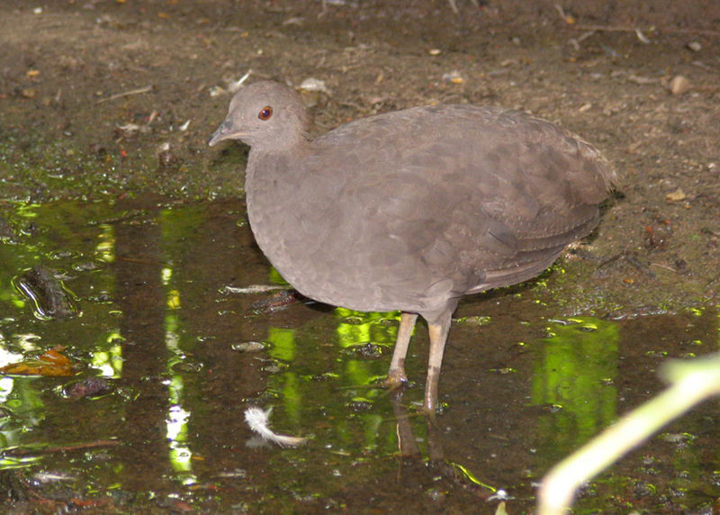 Dosiero:Crypturellus cinereus.jpg