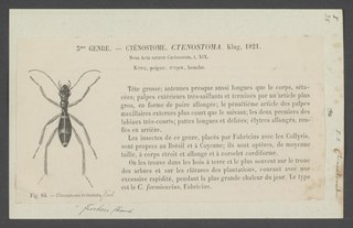 <i>Ctenostoma</i> Genus of beetles