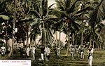 Miniatuur voor Bestand:Cuba - Coconut grove.jpg
