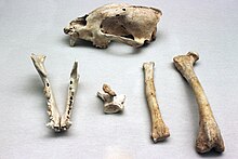Ossa di un cuon europeo trovate nella Cova Negra de Játiva vicino a Valencia, risalenti all'ultimo periodo glaciale.