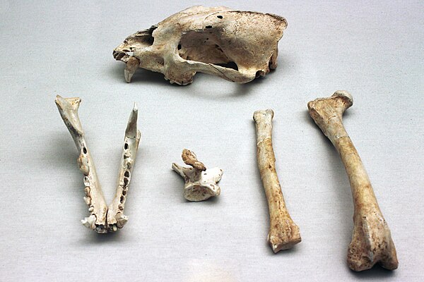 Skeletal remains of a European dhole dating back to the upper Würm period from Cova Negra de Xàtiva, Valencia, Spain