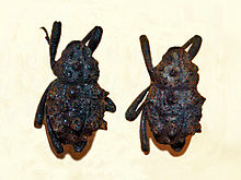 Curculionidae - Poropterus solidus.JPG