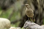 Thumbnail for File:Curve-billed Thrasher in Tucson, Arizona.jpg