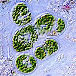 Unicellular bacteria from a microbial mat