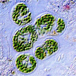 microscopic cyanobacteria