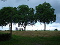 Cyclotourisme sur la digue de la Meuse.JPG