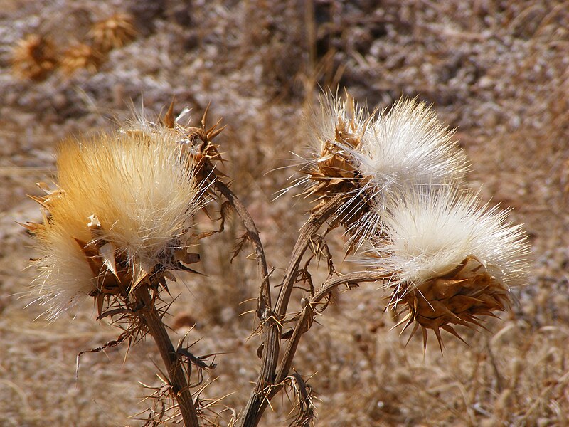 File:Cynara cardunculus flowers - dried.JPG