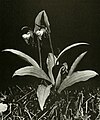 Cypripedium arietinum (as syn. Criosanthes arietina) page 67 in: Homer D. House: Wild Flowers of New York (Orchidaceae) New York (1918)