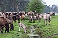 * Nomination Dülmen wild horses at the wild horse track (nature reserve “Wildpferdebahn im Merfelder Bruch”, COE-004) in Merfeld, Dülmen, North Rhine-Westphalia, Germany --XRay 04:27, 19 May 2024 (UTC) * Promotion  Support Good quality. --Plozessor 04:49, 19 May 2024 (UTC)