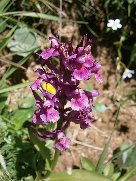 File:Dactylorhiza sambucina red 002.jpg