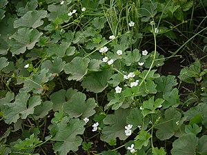 Habit, leaves and flowers of Luffa echinata