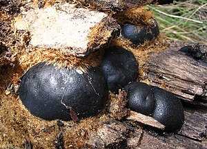 Coal ball mushroom (Daldinia concentrica)