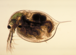 Daphnia magna