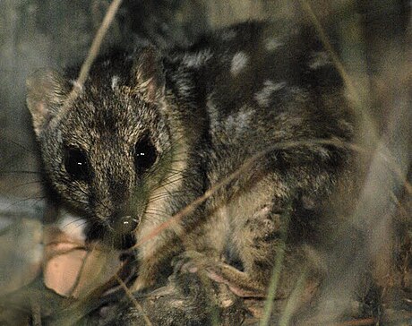 Dasyurus hallucatus