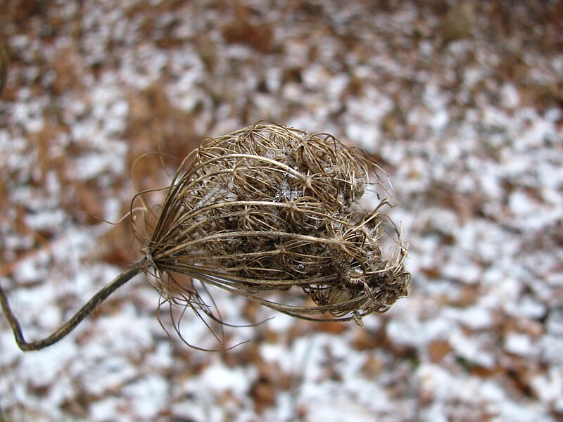 File:Daucus carota gone to seed.jpg
