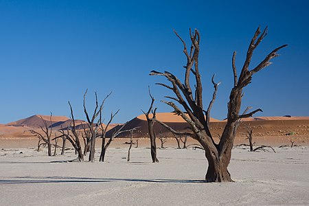 around 700 years old dead acacia trees in Namibia