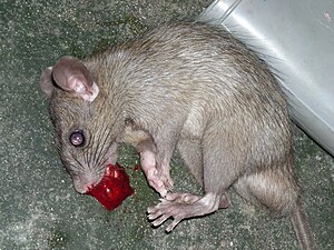 A dead brown rat with blood