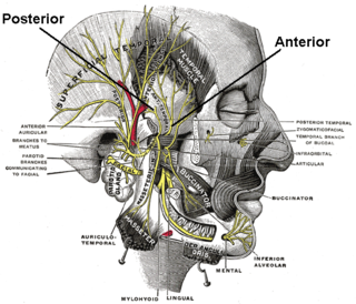 Deep temporal nerves