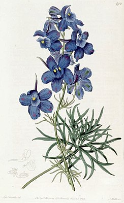 Иллюстрация из The Botanical Register (1820)