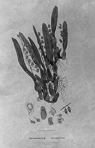 <i>Dendrobium monophyllum</i> Species of orchid