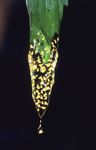 <i>Dendropsophus brevifrons</i> Species of frog