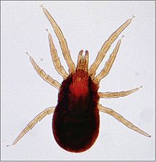 Dermanyssus adult mite Dermanyssid-adult-mite-bloodfed-2.jpg