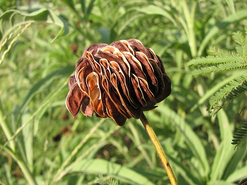 File:Desmanthus illinoensis pods.JPG