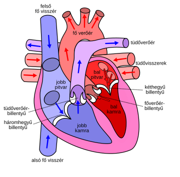 File:Diagram of the human heart hu.svg