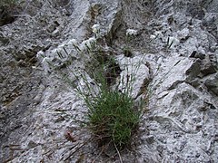 Garofiță (Dianthus plumarius subsp. praecox)